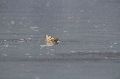 IMG_5154_.JPG